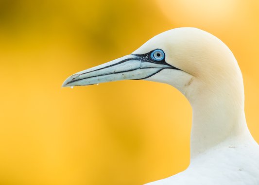A close up image of a northern gannet's head looking to the left. The yellow background is blurred and the bird's beak is slighly wet with water drops