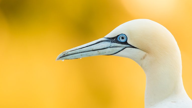 A close up image of a northern gannet's head looking to the left. The yellow background is blurred and the bird's beak is slighly wet with water drops