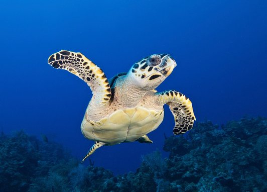 A hawksbill turtle swimming above an ocean reef. It is swimming toward the camera