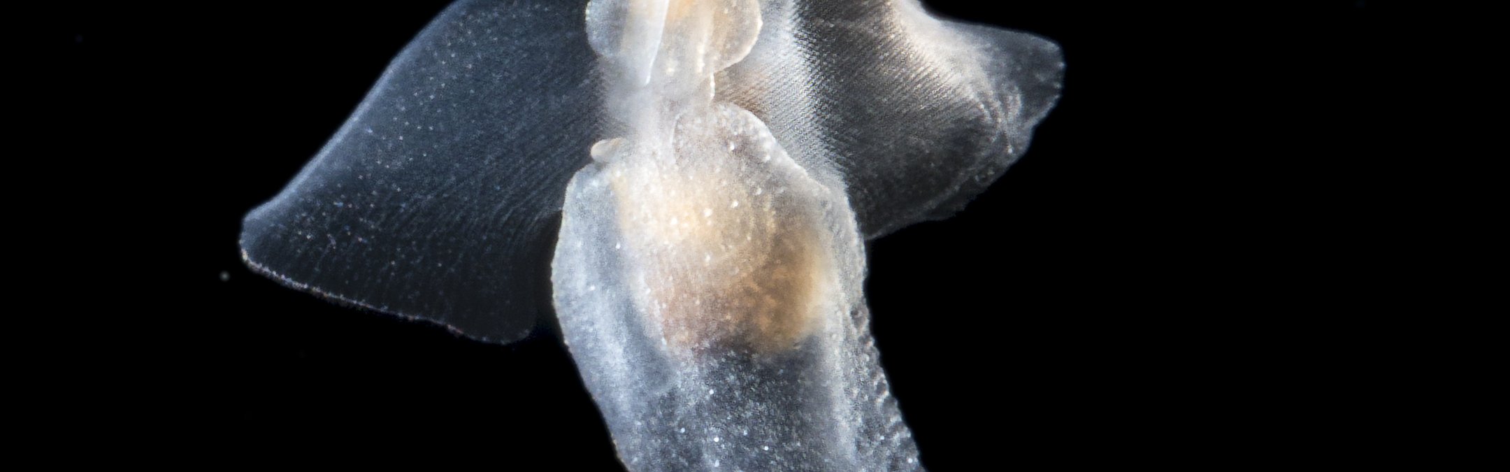 Sea angel