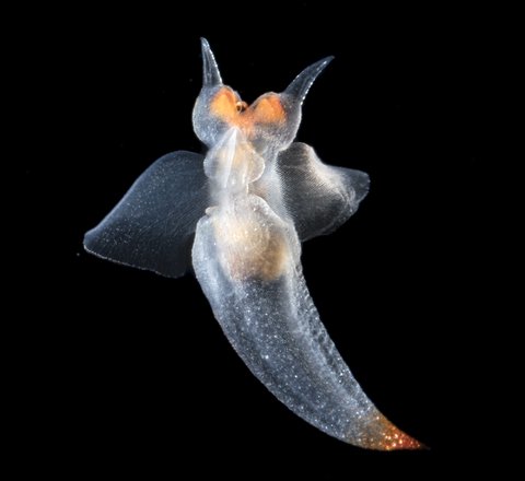 A translucent small sea slug with wing-like appendages. The tip of the tail and eye area have an orange tint.