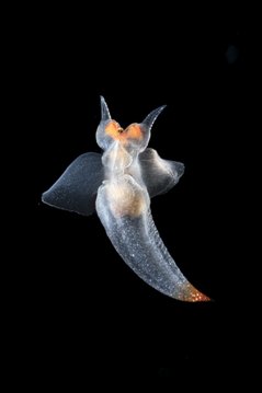 A translucent small sea slug with wing-like appendages. The tip of the tail and eye area have an orange tint.