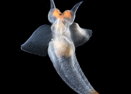 A translucent small sea slug with wing-like appendages. The tip of the tail and eye area have an orange tint.
