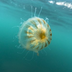 A compass jellyfish swimming near the surface of clear blue water, it's brown compass markings pointing to a brown centre can be clearly seen on its bell.
