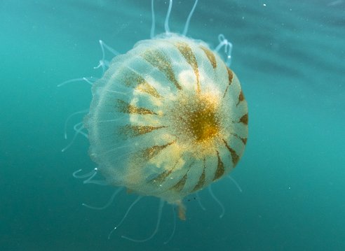 A compass jellyfish swimming near the surface of clear blue water, it's brown compass markings pointing to a brown centre can be clearly seen on its bell.