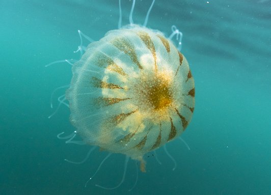 A compass jellyfish swimming near the surface of clear blue water, it's brown compass markings pointing to a brown centre can be clearly seen on its bell.