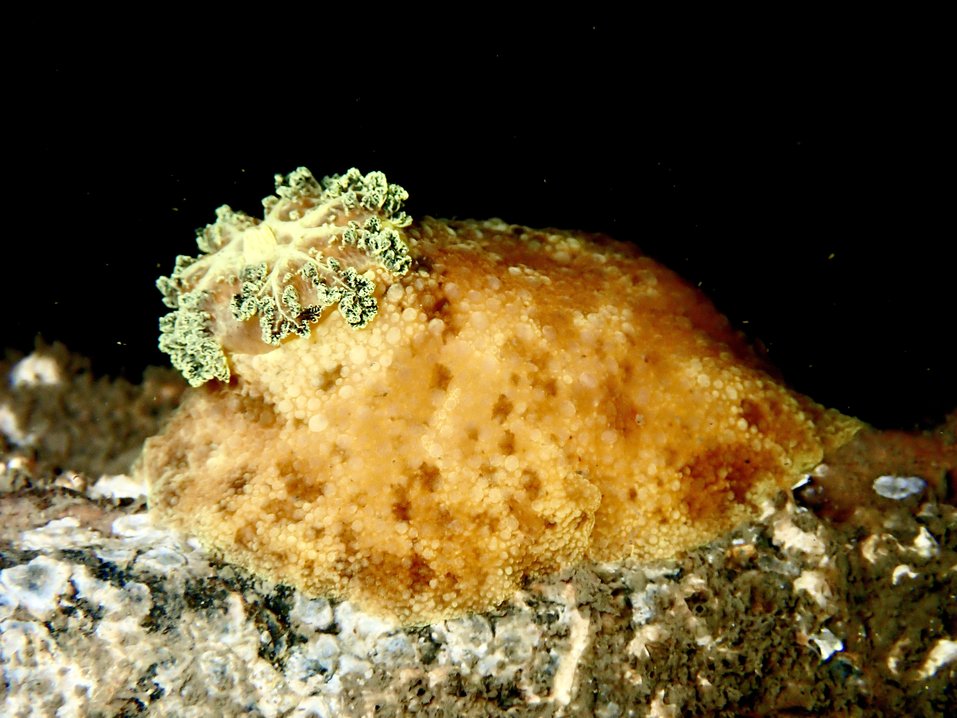 Sea lemon | Marine Conservation Society
