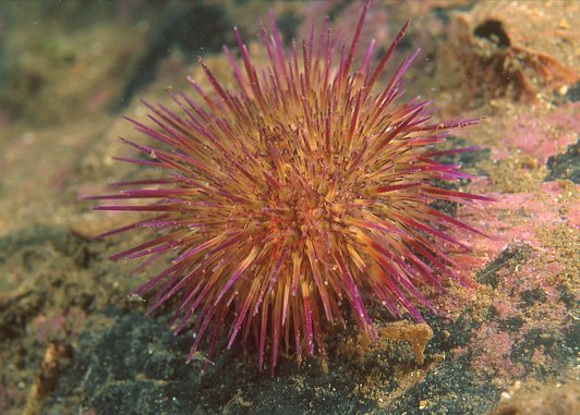 A bright orange sea urchin with reddish tipped spines on a rock