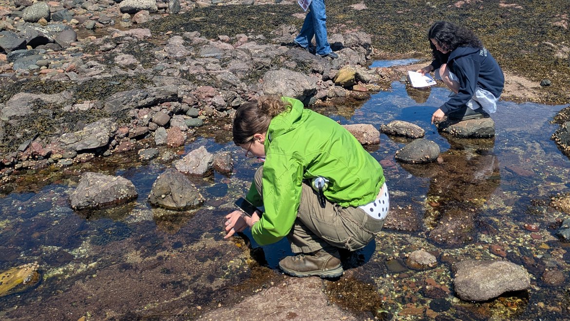 A group of young adults crouching looking at seaweed and taking part in the Big Seaweed search.