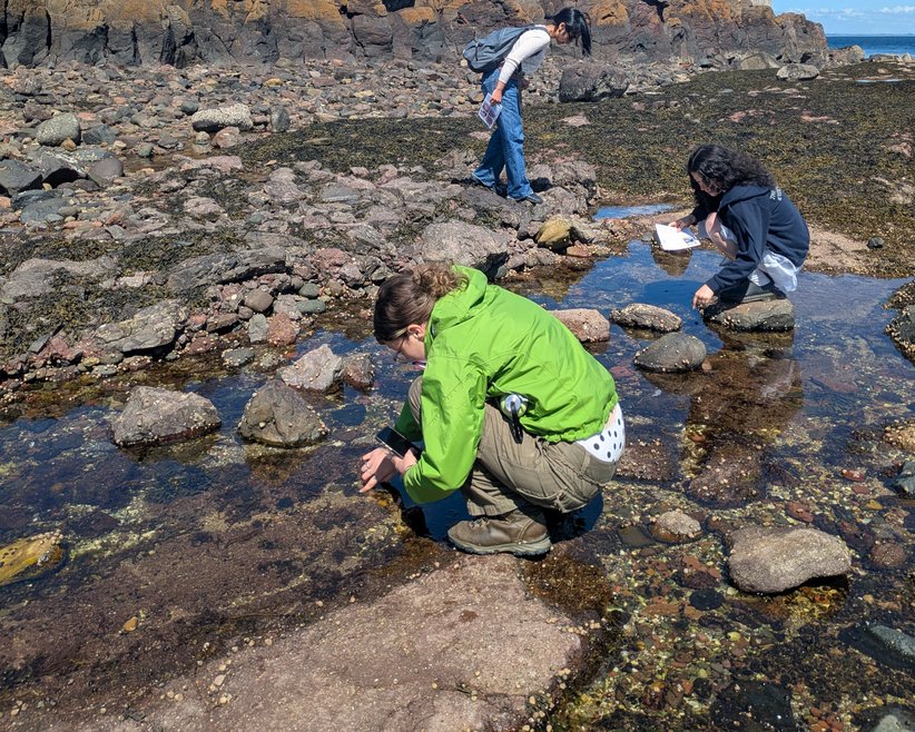 A group of young adults crouching looking at seaweed and taking part in the Big Seaweed search.