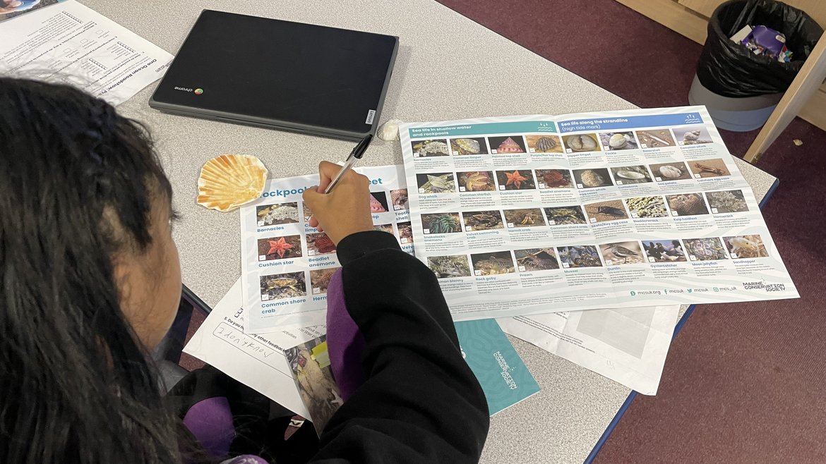 A student using a rockpool species guide on a table. The guide shows images of different species such as starfish and shells.
