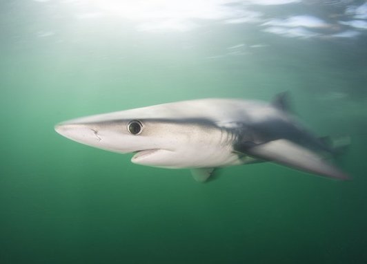 Blue Shark (Prionace glauca) swimming underwater.