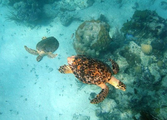 two Hawksbill sea turtles (Eretmochelys imbricata) swimming over a coral reef.
