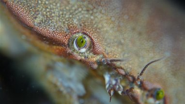 A close-up view of the eye and part of the carapace of a brown crab.
