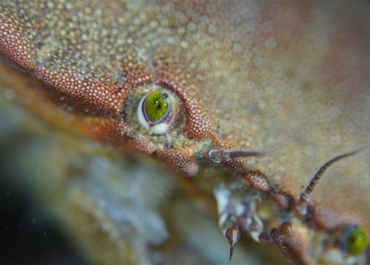 A close-up view of the eye and part of the carapace of a brown crab.