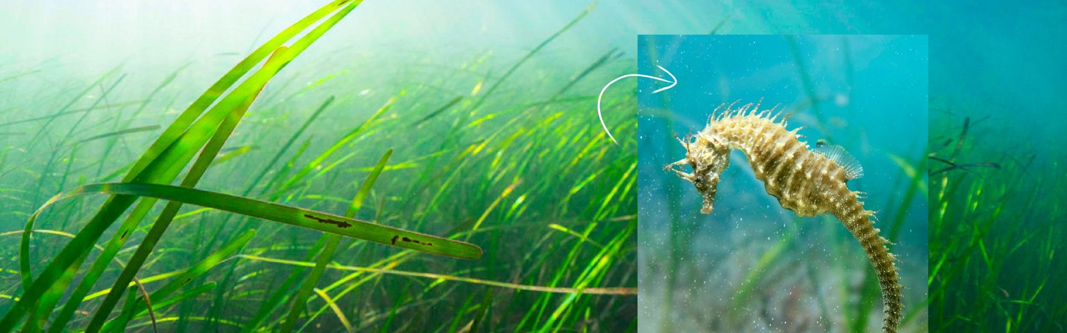 A thick, vivid green seagrass meadow is pictured underwater. Overlaid on top of the seagrass is photograph of a spiny seahorse, clinging to some seagrass with its tail.