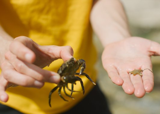 A close of someone holding a crab in one hand and small starfish in the other