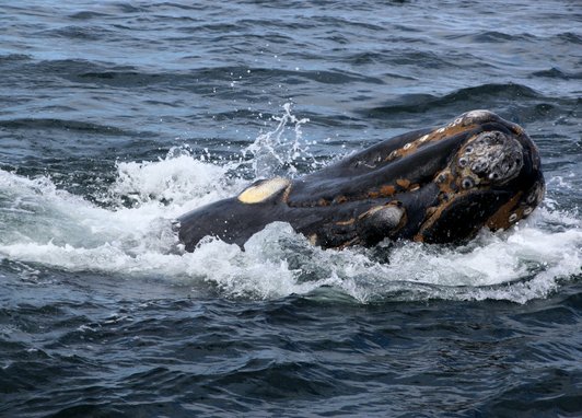 A bowhead whale emergining out of some choppy waves. Its nose is out of the water