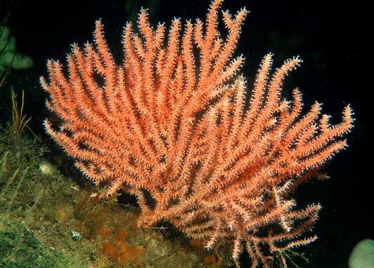 A pink sea fan photographed underwater