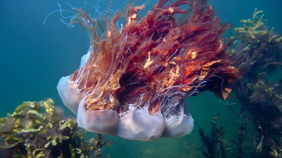 A large, reddish-brown, almost purple, lion's mane jellyfish with long, flowing tentacles and oral arms swimming in blue-green water surrounded by kelp.