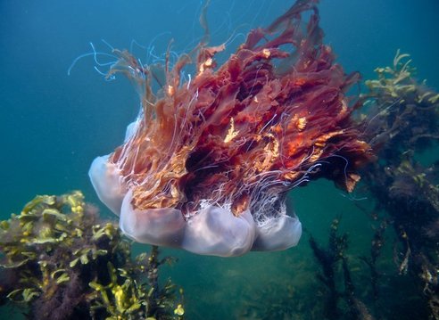 A large, reddish-brown, almost purple, lion's mane jellyfish with long, flowing tentacles and oral arms swimming in blue-green water surrounded by kelp.