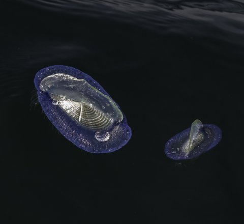 Two by-the-wind sailors are floating on the surface of the ocean. Their distinctive "sail" shape is shining in the daylight.