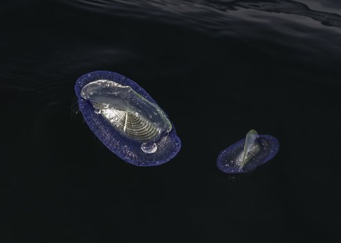 Two by-the-wind sailors are floating on the surface of the ocean. Their distinctive "sail" shape is shining in the daylight.