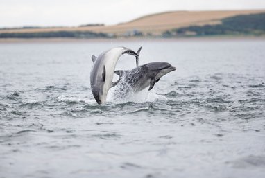 Two bottlenose dolphins jumping out of the water around Chanonry Point in Scotland