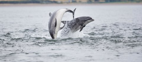 Two bottlenose dolphins jumping out of the water around Chanonry Point in Scotland