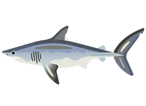 Shark Porbeagle M 960.png