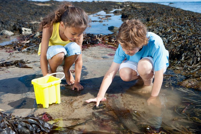 Primary | Marine Conservation Society