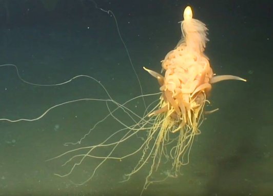A still of a video taken in hte deep ocean showing a flying spaghetti monster floating along the sea floor