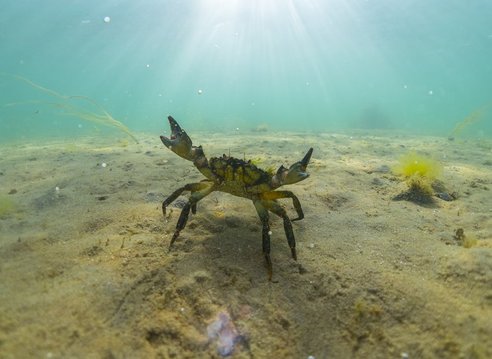 A shore crab stands on a sandy seabed with its claws raised protectively. It is drawing itself up to its full height and width.