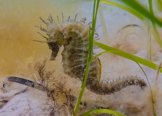 A yellow/brown spiny seahorse swims around a few fronds of seagrass just above a sandy seabed. Like it's 'spiny' name, it has spines along its head and back.