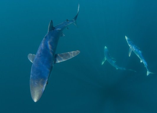3 blue sharks swimming. The photo is taken from above them. The shark to the left is closest to the camera, wheras the 2 other blue sharks are further away. The background is a dark azure blue.