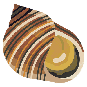 Common periwinkle
