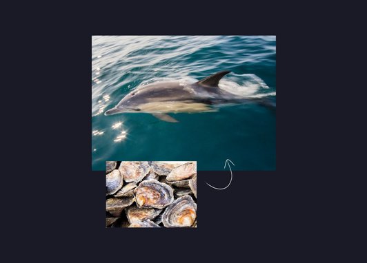 A common dolphin is pictured breaking through the surface of the water. Below it is a cut-out photograph of a native oyster.