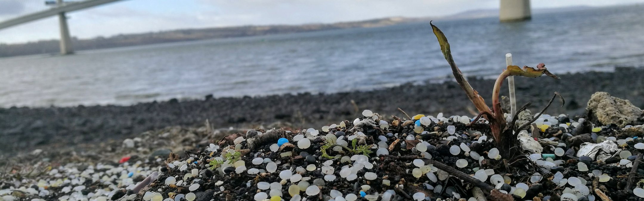 A large number of small plastic pellets, known as nurdles, are pictured on a pebble beach close to the water's edge