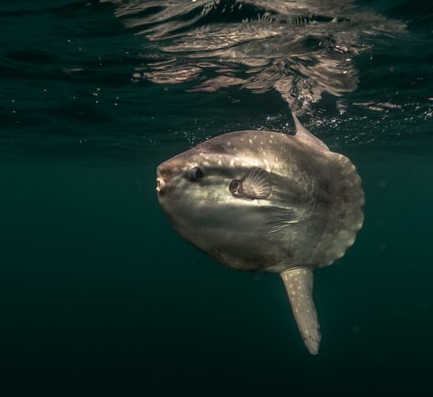 A sunfish is swimming close to the ocean's surface. Its distinctive pancake shaped body and head are clear to see. It has a fin sticking out the top of its body and a fin out the bottom of its body.