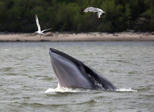 A beautiful, elusive minke whale raises its mouth out of the water while two gulls fly close. The top of its head is grey while the underside of its mouth is ridged pearlescent white with grey ridges. A sandy shore fringed with trees is in the background