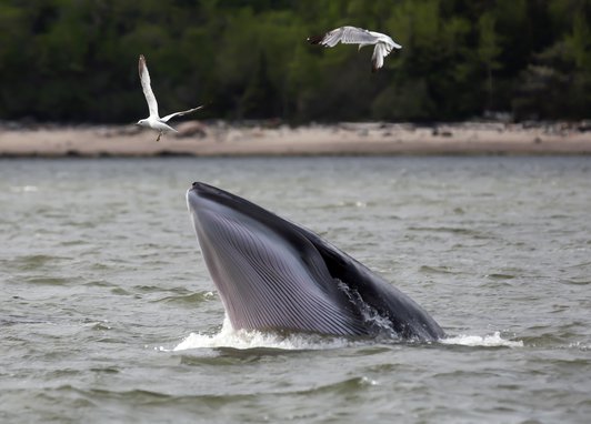 A beautiful, elusive minke whale raises its mouth out of the water while two gulls fly close. The top of its head is grey while the underside of its mouth is ridged pearlescent white with grey ridges. A sandy shore fringed with trees is in the background