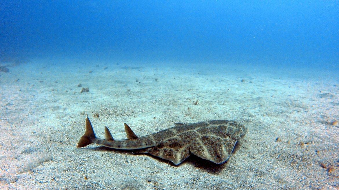 An angel shark swimming on the seabed in Tenerife, Spain. The shark is a mottled brown and looks like a cross between a ray and a shark, with wide pectoral and pelvic fins, yet a long shark-like tail. The seabed is clear and sandy, the sea is bright blue.