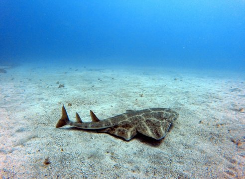An angel shark swimming on the seabed in Tenerife, Spain. The shark is a mottled brown and looks like a cross between a ray and a shark, with wide pectoral and pelvic fins, yet a long shark-like tail. The seabed is clear and sandy, the sea is bright blue.