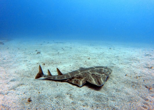 An angel shark swimming on the seabed in Tenerife, Spain. The shark is a mottled brown and looks like a cross between a ray and a shark, with wide pectoral and pelvic fins, yet a long shark-like tail. The seabed is clear and sandy, the sea is bright blue.