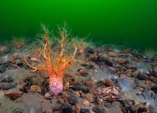 An orange sea cucumber on the seabed surrounded by rocks. The water is a deep green, further exemplifying the bright colouring of the sea cucumber.
