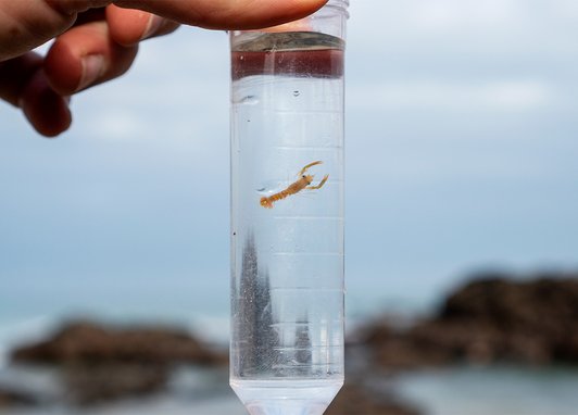 In a small test tube filled with water, there is a tiny juvenile lobster ready to be released into the wild as part of the hatchery release in St Agnes.