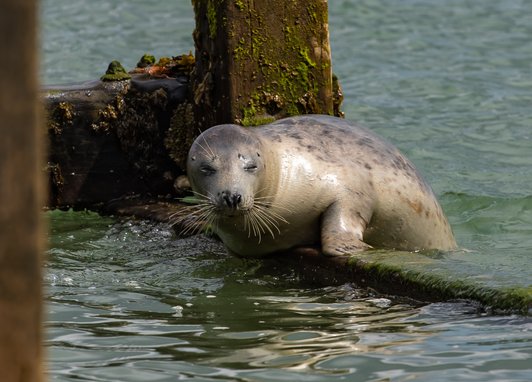 A harbour seal lifts itself out of the water on an old wooden/harbour structure. It has a smooth dog-like face with its eyes closed, a short nose and whiskers.
