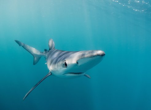 A blue shark seen off Penzance in open water, although it doesn't appear to be deep due to sunlight filtering through. Taken face-on, you can see the sharks sleek, torpedo-shaped body and the water is a clear crystal teal.