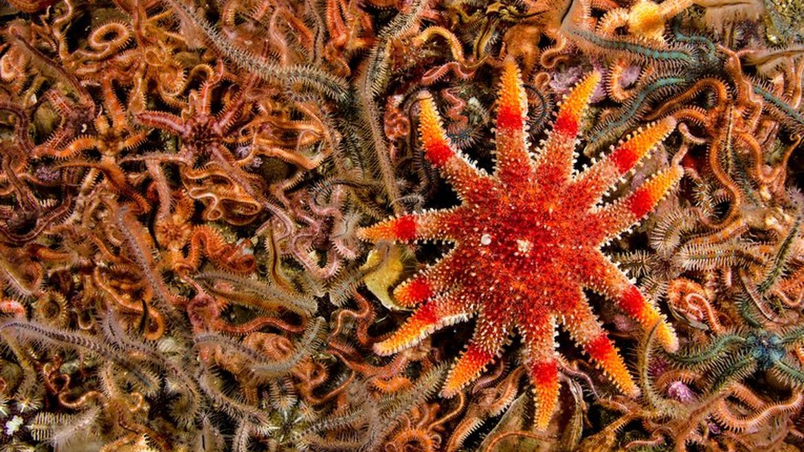 A bright orange sunstar starfish with 10 legs. Its legs have a darker orange band around and are tipped yellow at the end - hence its 'sun' name.