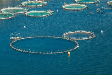 This image displays a floating sea-based fish farm, a form of aquaculture.
